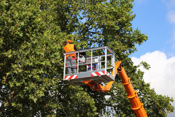 Best Tree Disease Treatment  in Shafer, MN