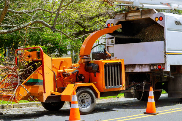 Best Emergency Tree Removal  in Shafer, MN