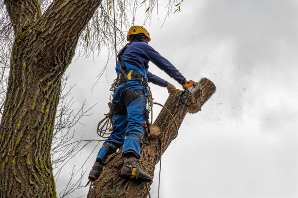 Best Tree Mulching  in Shafer, MN