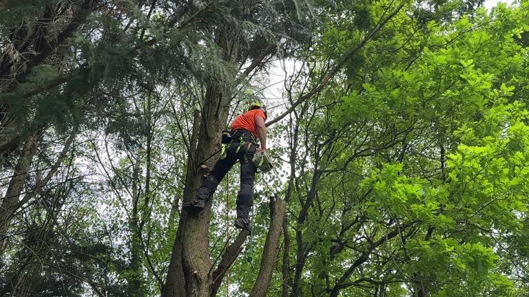 Reliable Shafer, MN Tree Removal Solutions