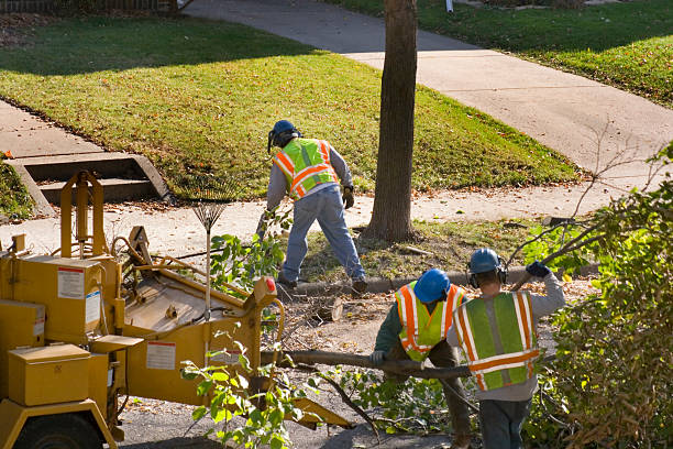 Best Commercial Tree Services  in Shafer, MN