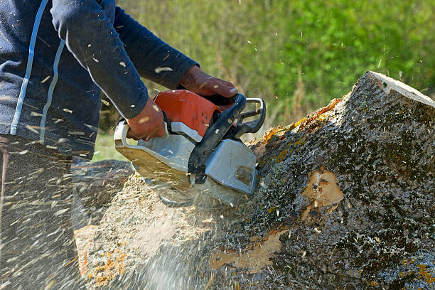 Best Tree Maintenance Programs  in Shafer, MN