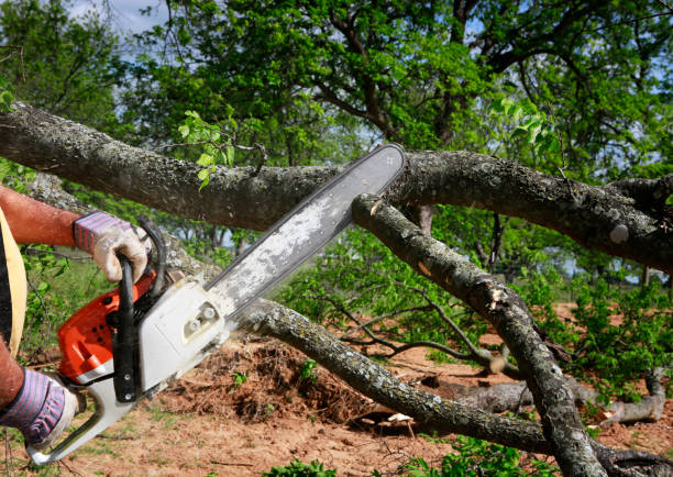 Best Arborist Consultation Services  in Shafer, MN